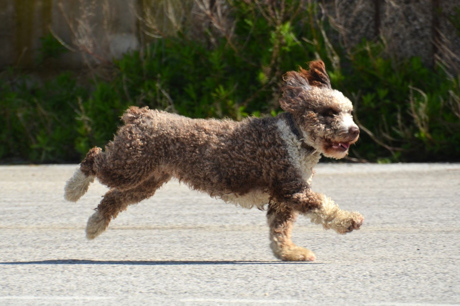 Ein grau-weiß-gelockter Hund läuft im seitlichen Profil auf dem Asphalt