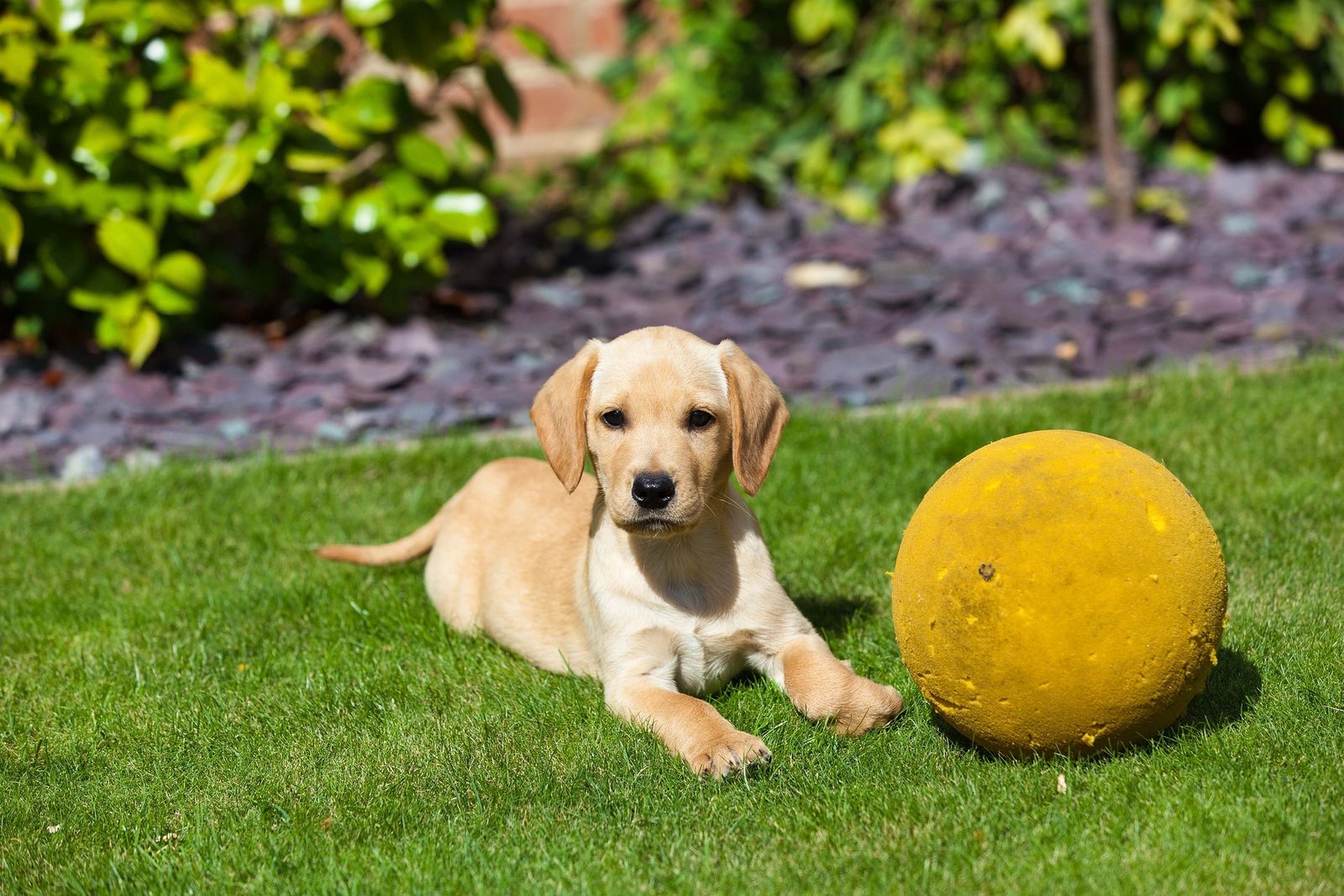 Ein junger beiger Hund liegt auf der grünen Wiese neben einem großen gelben Ball und schaut direkt den Betrachter an.