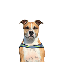 American Staffordshire Terrier.png