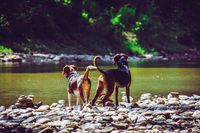 Zwei Hunde stehen am Wasser und schauen auf die andere Uferseite.jpg