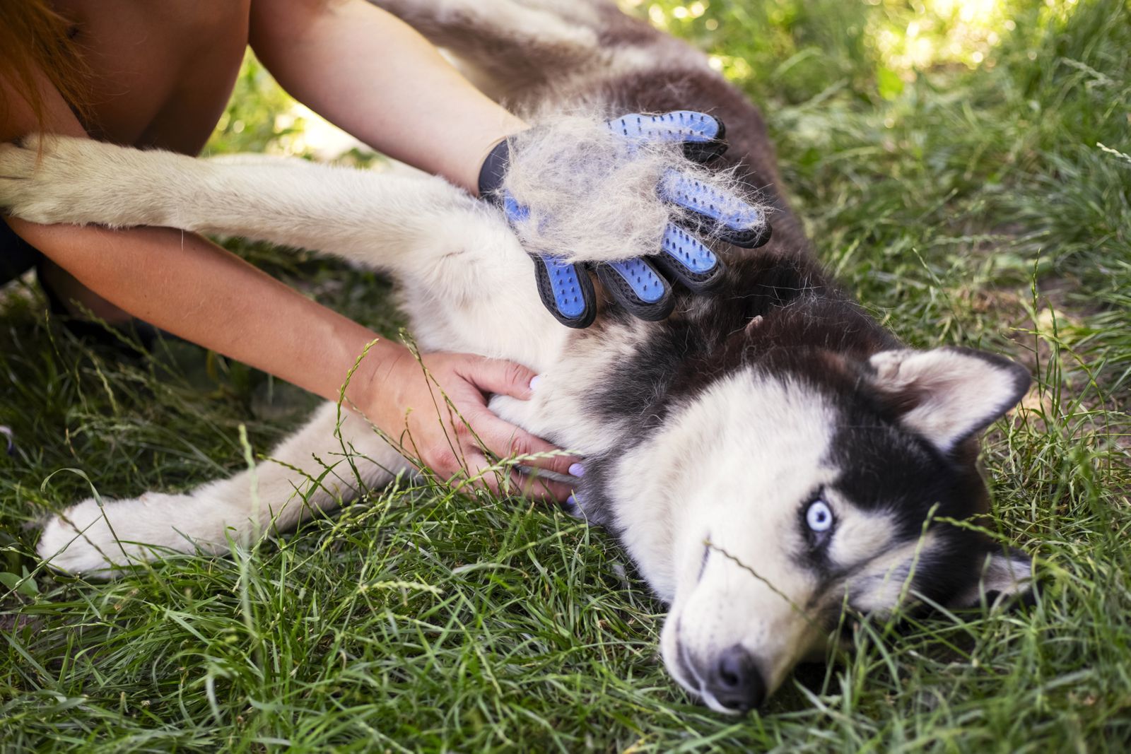 Eine Frau auf der Wiese mit ihrem liegenden Husky zeigt das Ergebnis der Fellpflege mit einem Noppenhandschuh voller Hundehaare