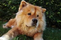 Ein Chow Chow liegt auf der Wiese und schaut nach rechts.jpg