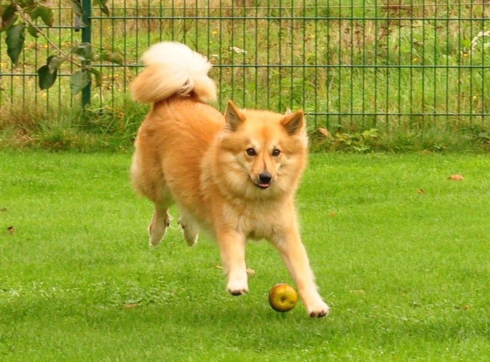 Ein rotbrauner Hund mit spitzähnlichem Aussehen spielt auf einer eingezäunten Wiese mit einem Apfel und schaut in Richtung Betrachter