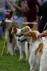 Windhunde bei einer Hundeausstellung.jpg