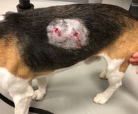 Hautverletzung mit Bisswunde bei einem Beagle Ausschnitt.jpg