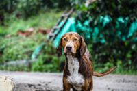 Ein Jagdhund steht im Wald auf dem Weg und schaut in die Kamera.jpg