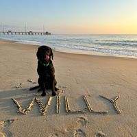 Ein schwarzer Hund der Rasse Labrador Retriever sitzt am Strand vor dem Meer und sein Name Willy ist vor ihm in den Sand geschrieben.jpg