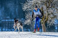Ein Skifahrer mit Startnummer 131 und Hund vorgeschnallt beim Skijoering.jpg