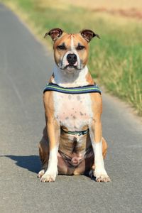 Ein American Staffordshire Terrier mit Geschirr sitzt auf dem Gehweg und schaut in die Kamera.jpg