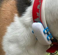 GPS Tracker am Halsband eines Beagle.JPG