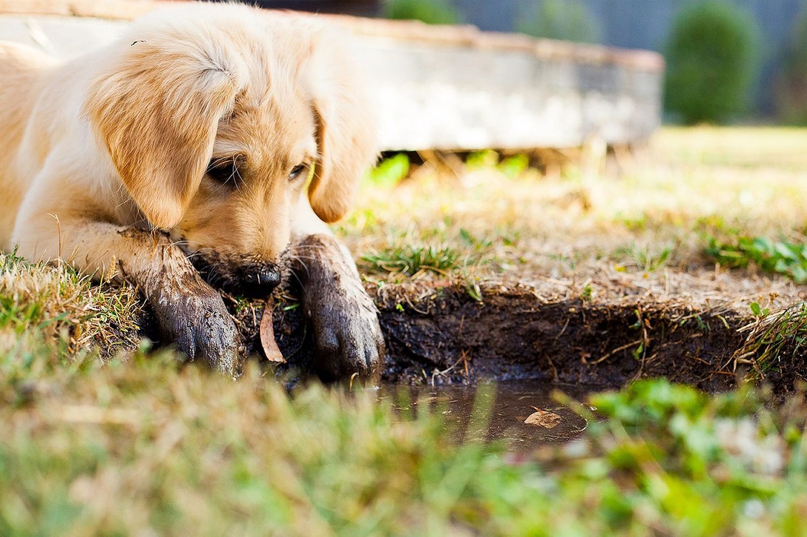 Ein beigefarbener Hundewelpen der Rasse Golden Retriever liegt mit schmutzigen Pfoten auf einer Wiese vor einem Schlammloch mit Wasser und beobachtet dieses aufmerksam.