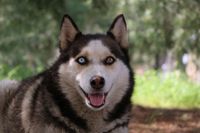 Wolfhund mit zwei unterschiedlichen Augen.jpg