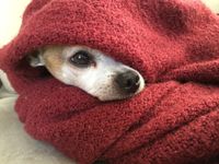 Kleiner weiss brauner Hund in eine rote Decke eingepackt .jpg
