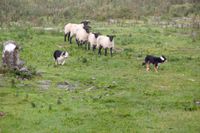 Zwei Border Collie und vier Schafe auf der Wiese.jpg