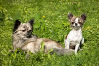 Zwei Chihuahua Hunde auf der gruenen Wiese.jpg