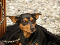 Ein Pinscher an der Leine schaut in die Ferne.jpg