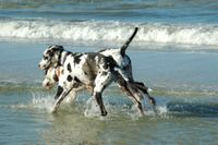 Zwei schwarz weisse Doggen im Wasser am Meer am Spielen.jpg