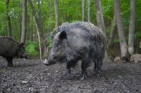 Zwei Wildschweine stehen im Wald.jpg