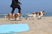 Zwei Cavalier King Charles Spaniel an der Leine mit Frauchen am Strand.jpg