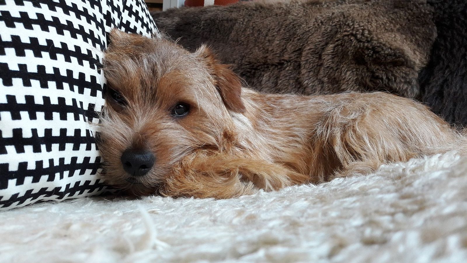 Ein hellbrauner Terrier liegt mit dem Kopf an einem Kissen angelehnt auf einem Fell auf dem Sofa und schaut müde zum Betrachter