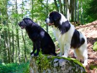Ein schwarzer Hund und ein Landseer nebeneinander auf einem Felsen im Wald.jpg