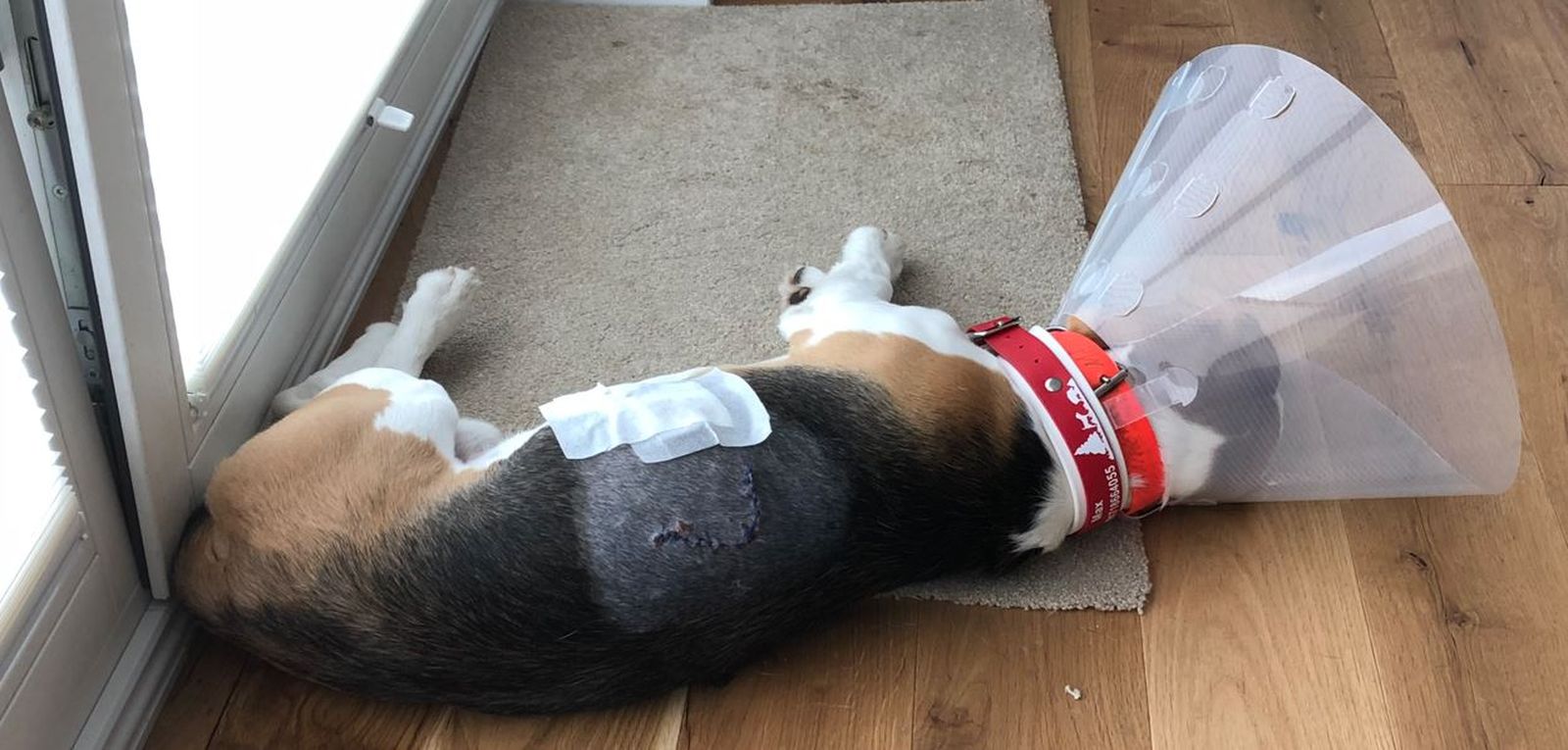 Ein verletzter Beagle mit medizinischem Schutzkragen liegt seitlich auf dem Boden