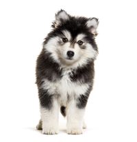 Ein stehender schwarz weißer Welpe der Hybridhundrasse Pomsky schaut direkt frontal in die Kamera.jpg