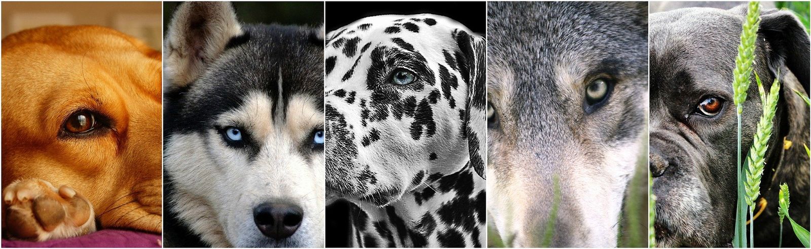 5 verschiedene Hundeporträts mit verschiedenen Hunderassen nebeneinandergestellt