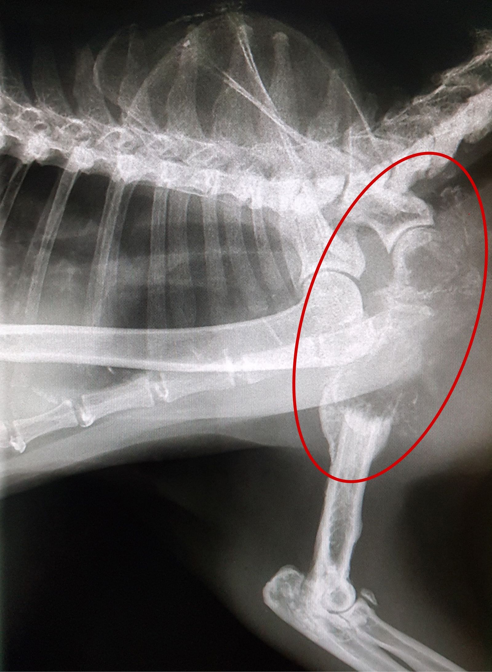 Knochenbruch beim Hund durch Tumor