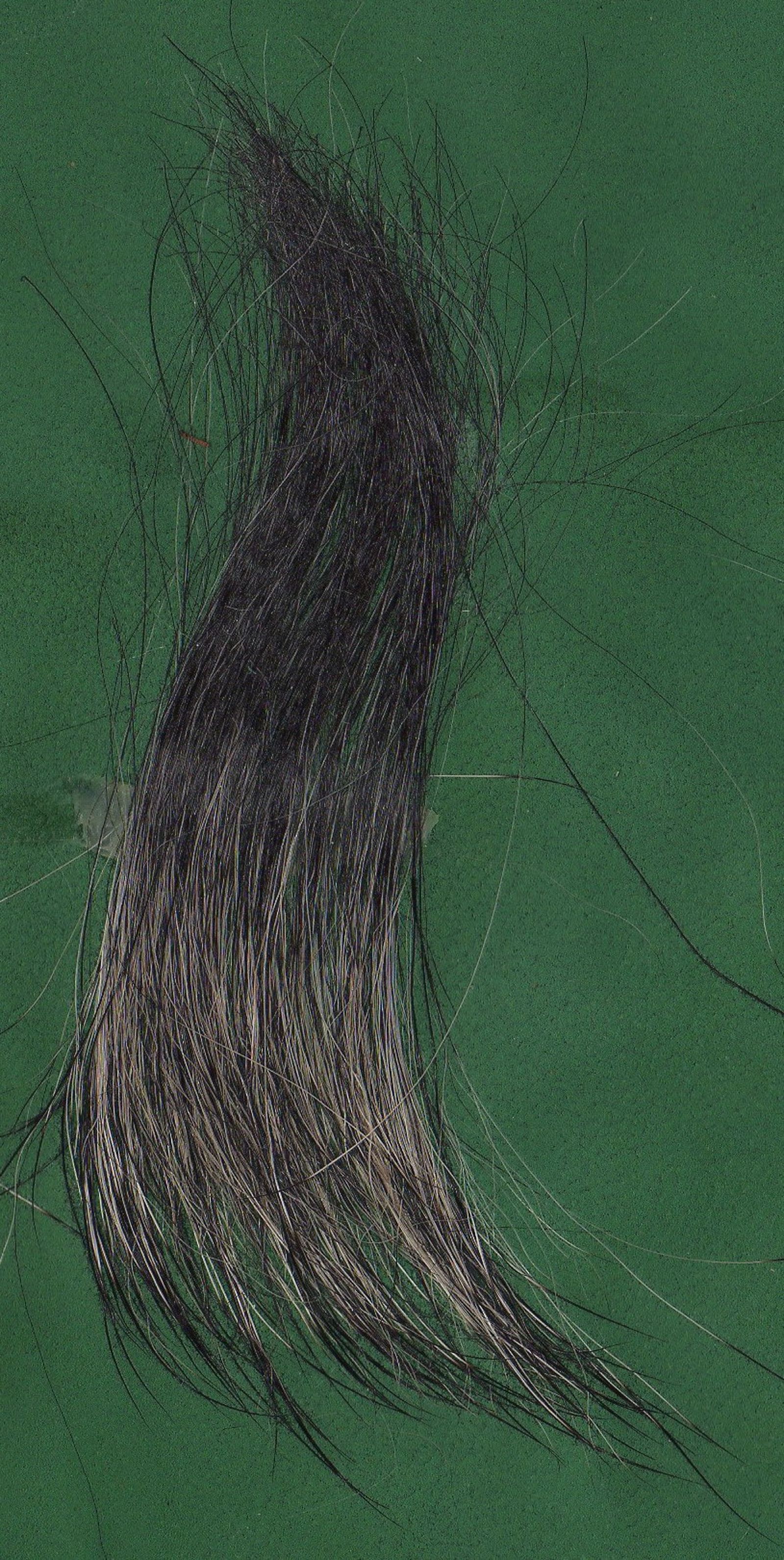 Längeres und weiches Haar vom Schnauzer in der Farbe pfeffersalz auf grünem Untergrund in Großformat