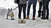 Hund mit Menschen im Schnee.jpg