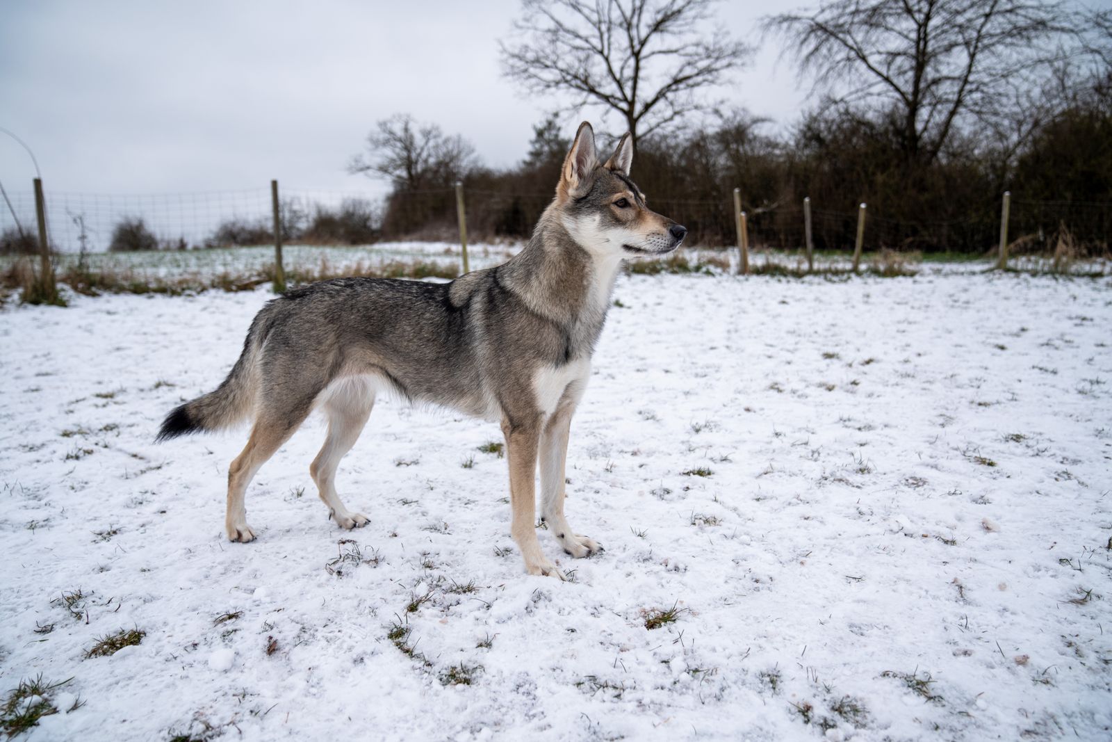 Ein Hund mit wolfähnlichem Aussehen der Rasse Tamaskan steht konzentriert auf einer schneebedeckten Wiese und schaut in die Ferne