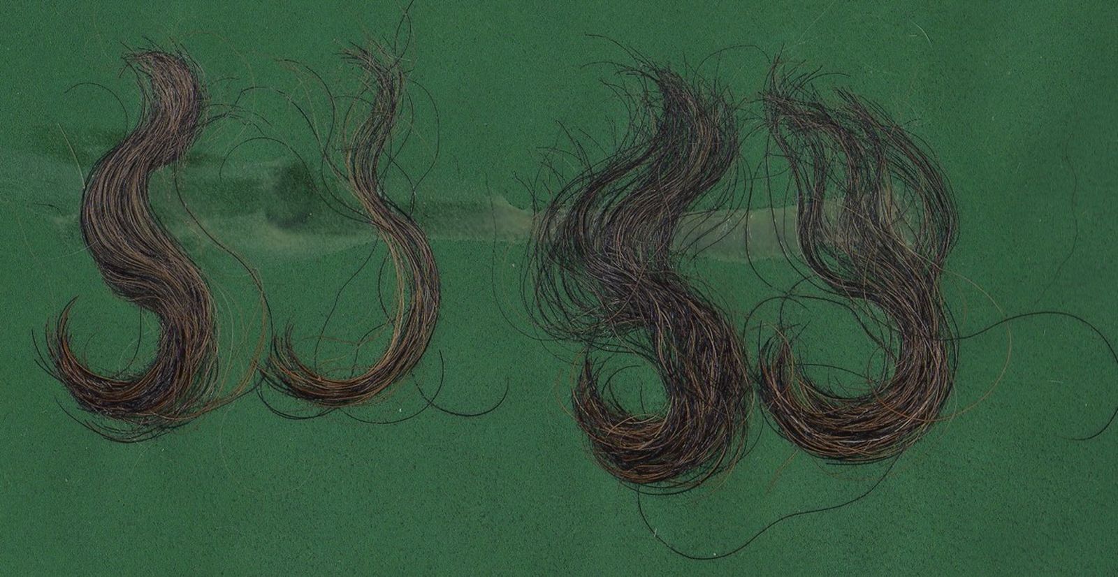 Haare vom Rauhaardackel auf grünem Untergrund mit starker Lockenbildung