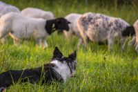 Ein Border Collie liegt in der Wiese und schaut die im Hintergrund befindlichen Schafe an.jpg