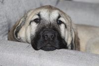 Anatolischer Schaeferhund liegt auf Sofa und schaut in Kamera.jpg