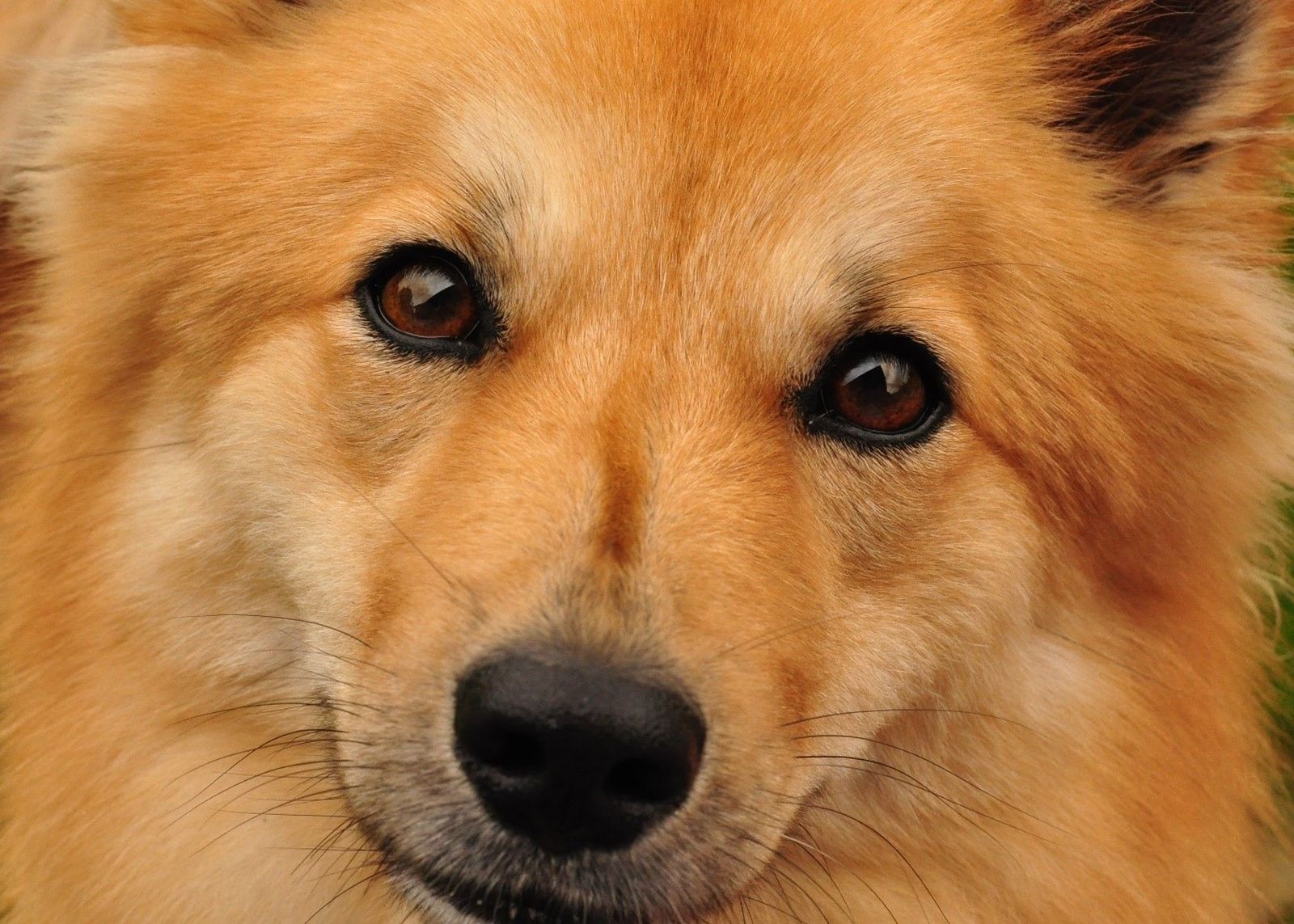Ein rotbrauner spitzähnlicher Hund im Großformat frontal aufgenommen schaut direkt den Betrachter fixierend an