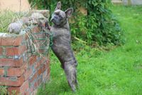 Franzoesische Bulldogge ohne Schwanz steht mit den Vorderbeinen an eine Mauer gelehnt.jpg