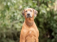 Sitzende Rhodesian Ridgeback Dame im Profil schaut zum Betrachter