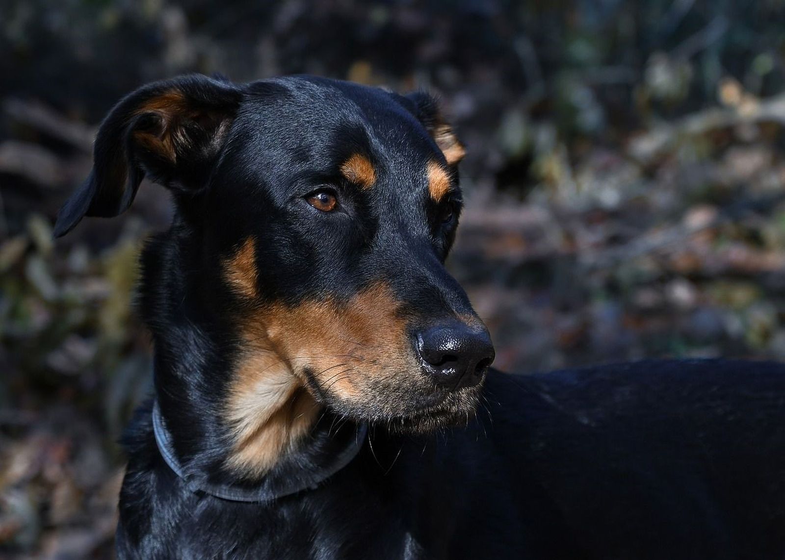 Ein schwarz-rotbrauner Hund mit Halsband in Nahaufnahme dreht den Kopf nach rechts