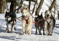 Vier Husky laufen als Schlittenhundegespann durch den Schnee auf den Betrachter zu.jpg