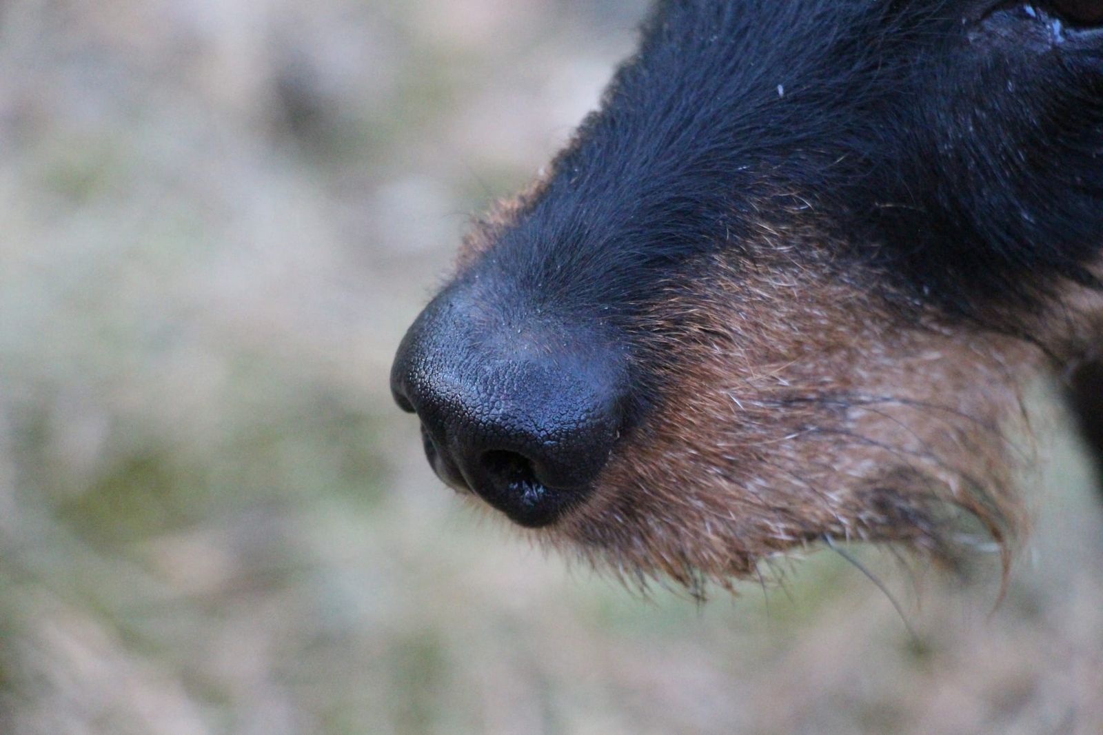 Eine Hundenase eines schwarz-beigebraunen Rauhaardackel in seitlicher Nahaufnahme