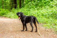 Schwarzer Labrador an der Schleppleine im Wald.jpg