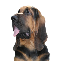 Bloodhound gespiegelt.png