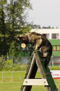 Deutscher Schaeferhund springt eine Holzwand mit Holzapportel im Fang hoch.jpg