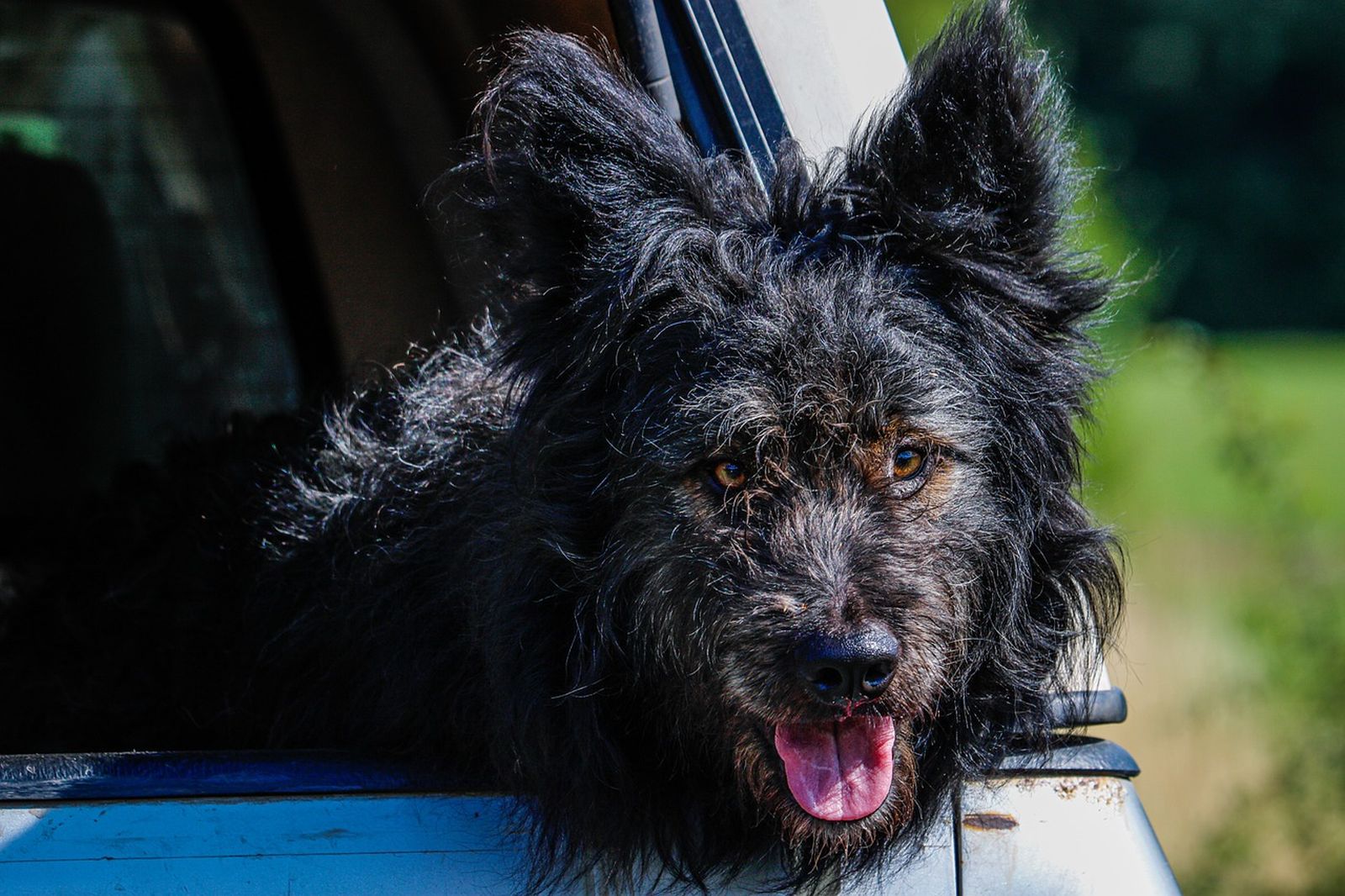 Ein dunkelgrauer rauhaariger Hund mit offenem Maul streckt freudig seinen Kopf aus dem Auto heraus