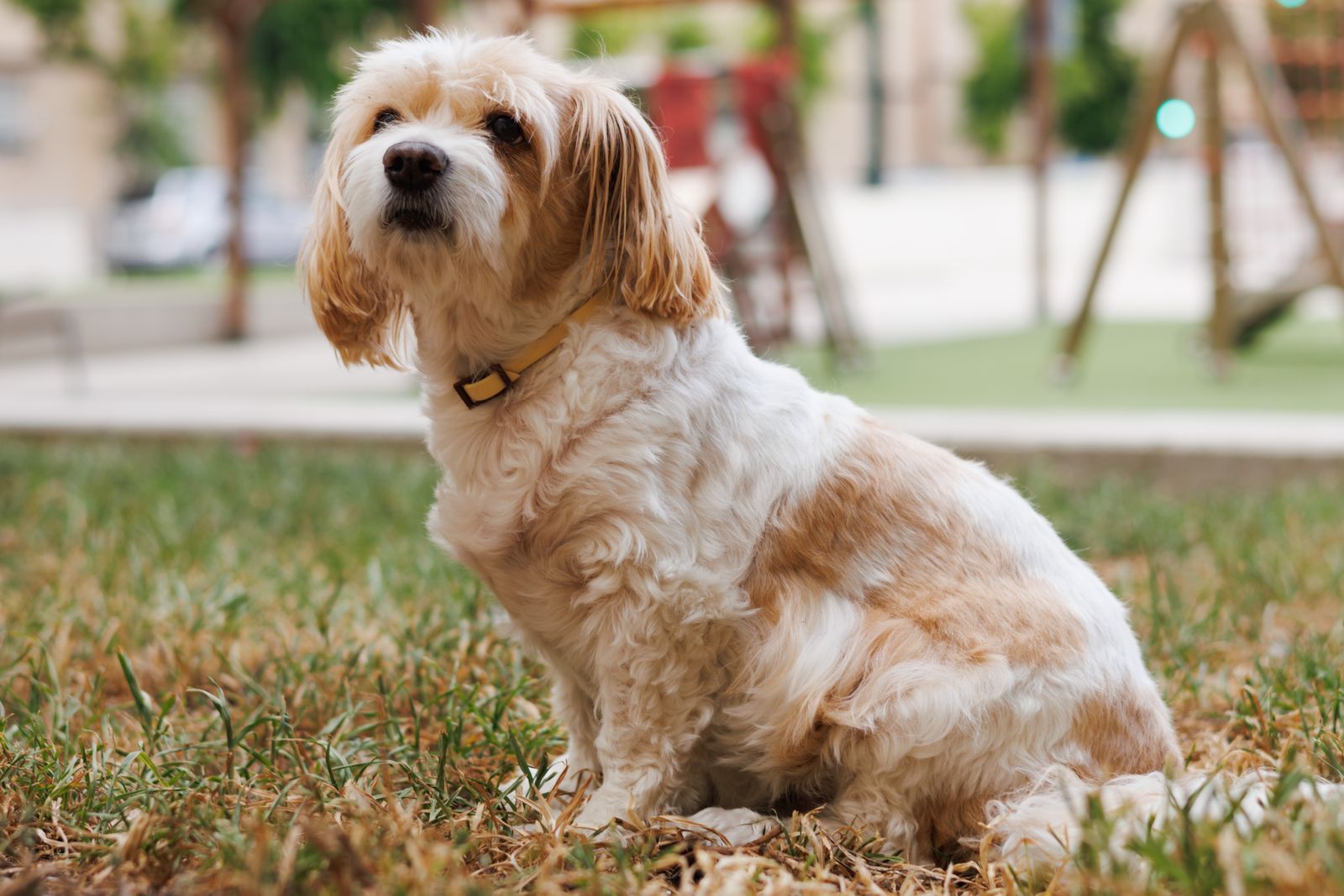 Ein kleiner weiß-goldfarbener Hund der Hybridhunderasse Cavachon mit gelben Halsband sitzt seitlich zum Betrachter auf einer Wiese.