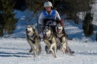 Teilnehmer beim Nordischen Zughundesport auf Schnee mit drei Schlittenhunden.jpg