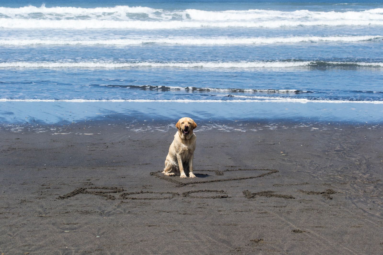 Ein beiger Hund der Rasse Labrador Retriever sitzt am Strand vor dem Meer und vor ihm ist sein Namen Rocky mit einem großen Herz in den Sand geschrieben