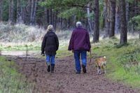 Ehepaar geht mit braun weissem Hund im Wald spazieren.jpg