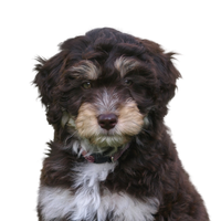Aussiedoodle.png